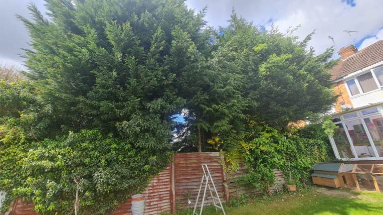 Tree cutting removal hedges garden work 