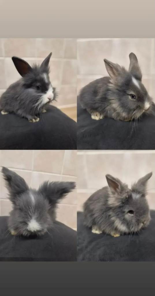 Mini lops and lion lops
