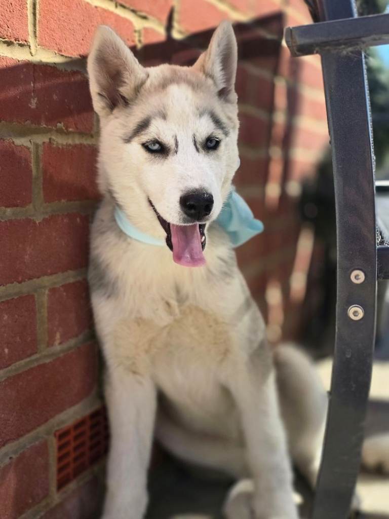 Pedigree Siberian husky pups
