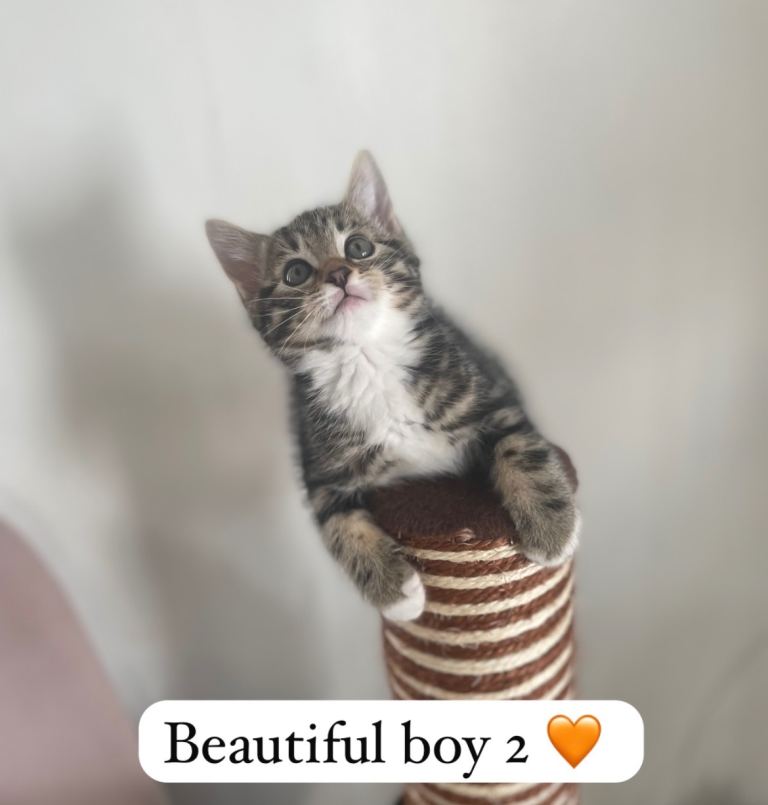 Beautiful Bengal x kittens ready to leave 