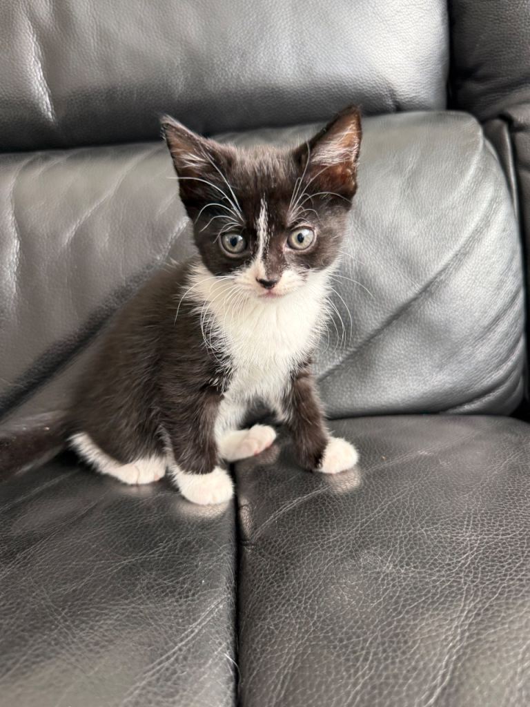 🐾 Beautiful Black & White Kittens – £100 each 🐾