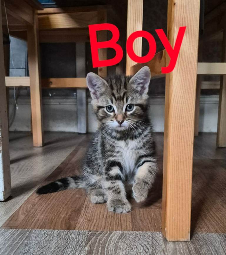 Lovely and gorgeous kittens for sale
