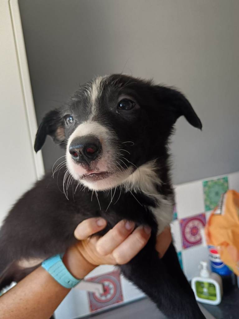 Border collie bitch 9 weeks