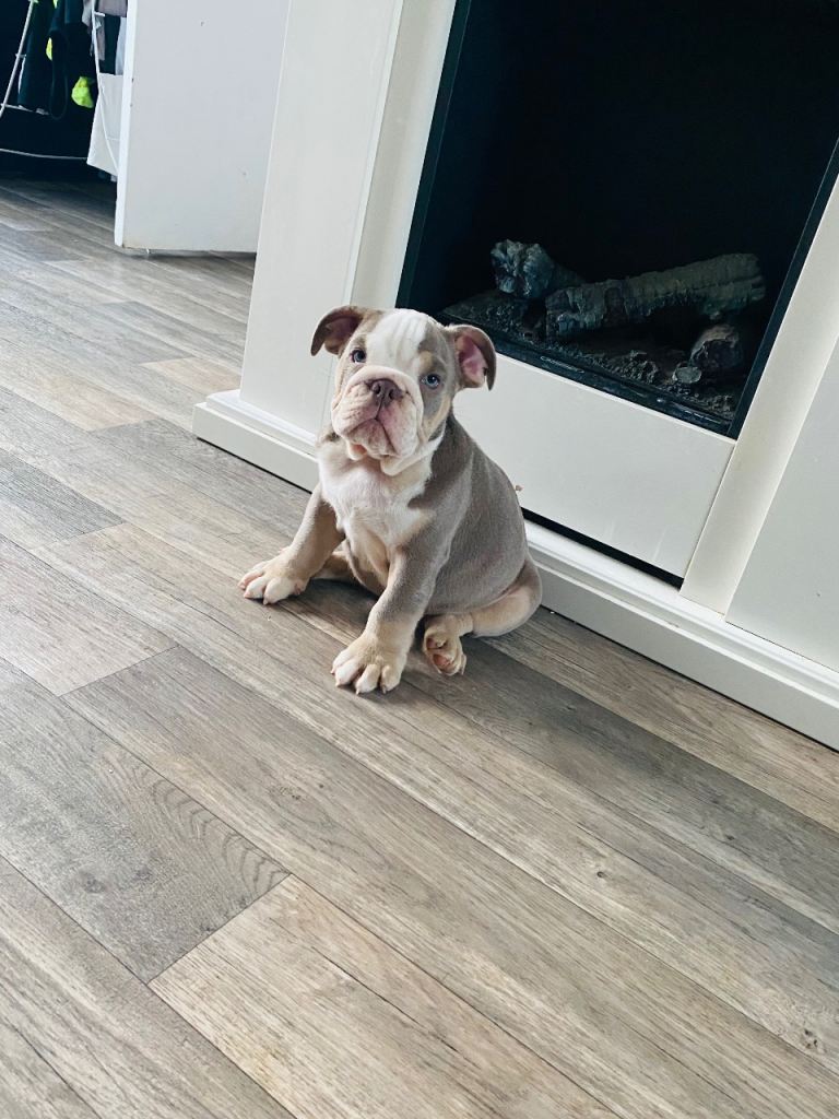 English bulldogs 