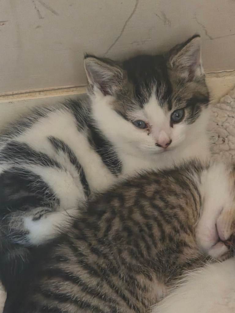 kittens 