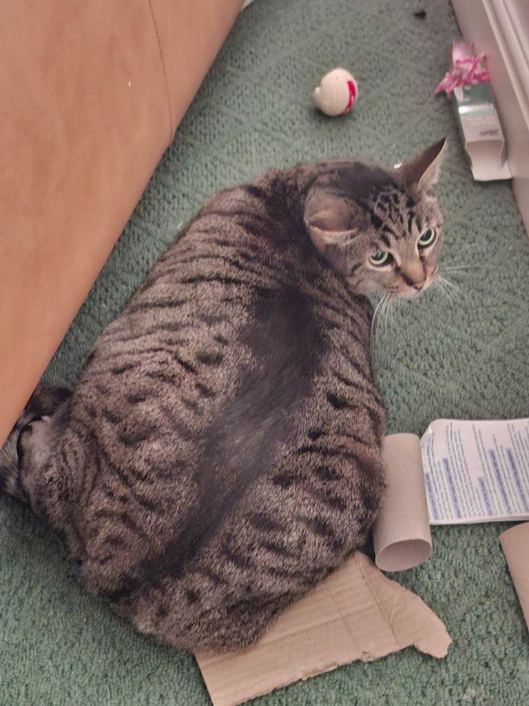 Mixed breed male 10 year old collection only last onwer has mistreated him