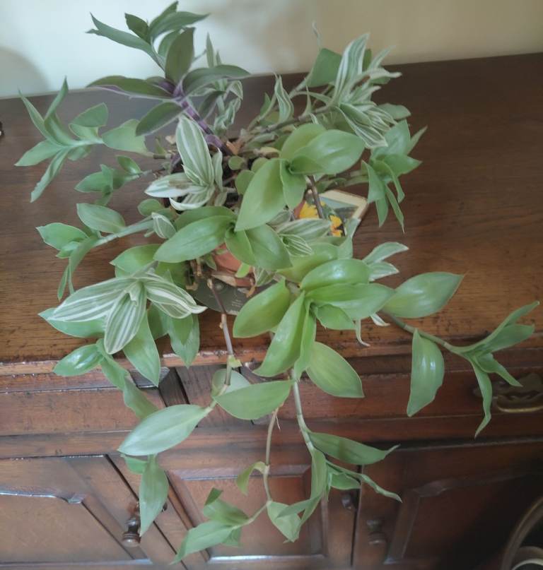 TRADESCANTIA PLANTS  £3 - £4