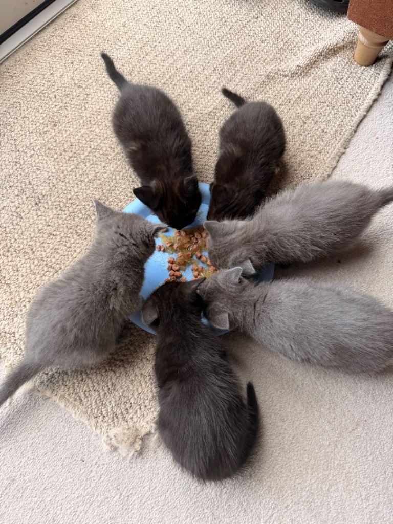 Adorable Kittens Looking for Their Forever Homes