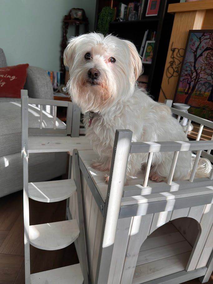 Wooden Dog Bed / House with Steps – Raised Platform (Like New)