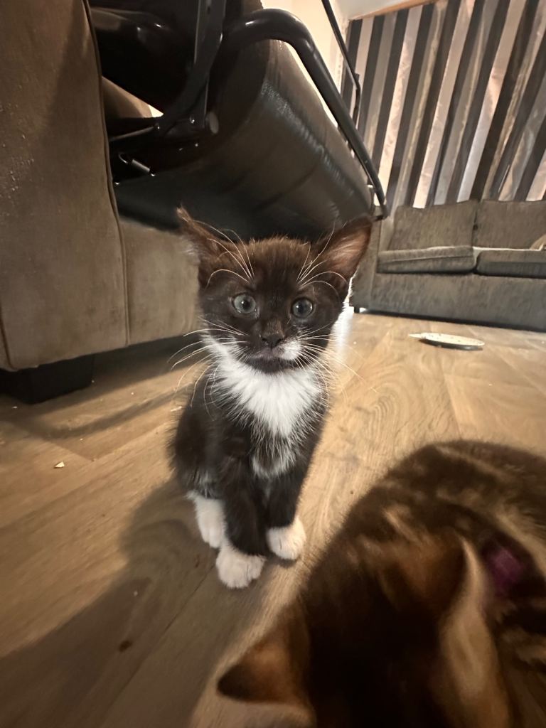 Beautiful kitten looking for forever home