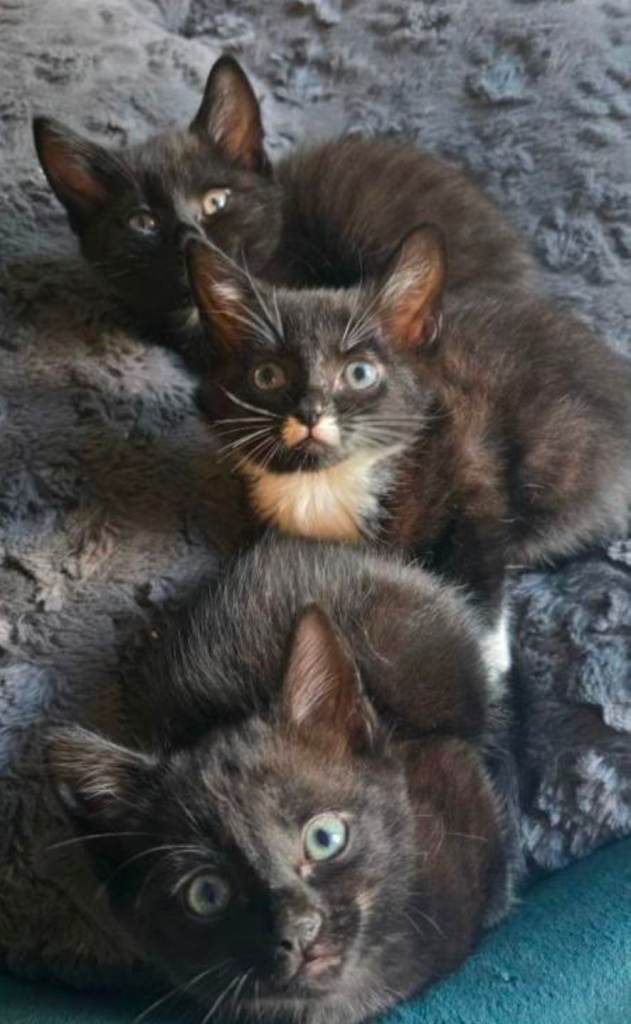 Beautiful British Shorthair Mix Kittens – 8 Weeks Old – Ready for Their Forever Homes