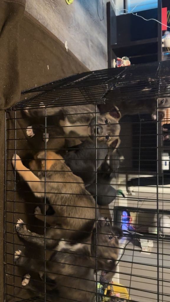 German shepherd cross Staffordshire bull terrier cross Rottweiler 