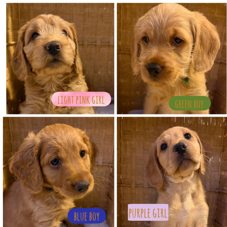 READY THURSDAY!!!!!!!Double doodle puppies