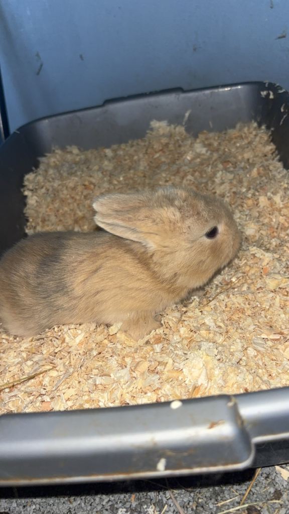 Mini lop rabbits 