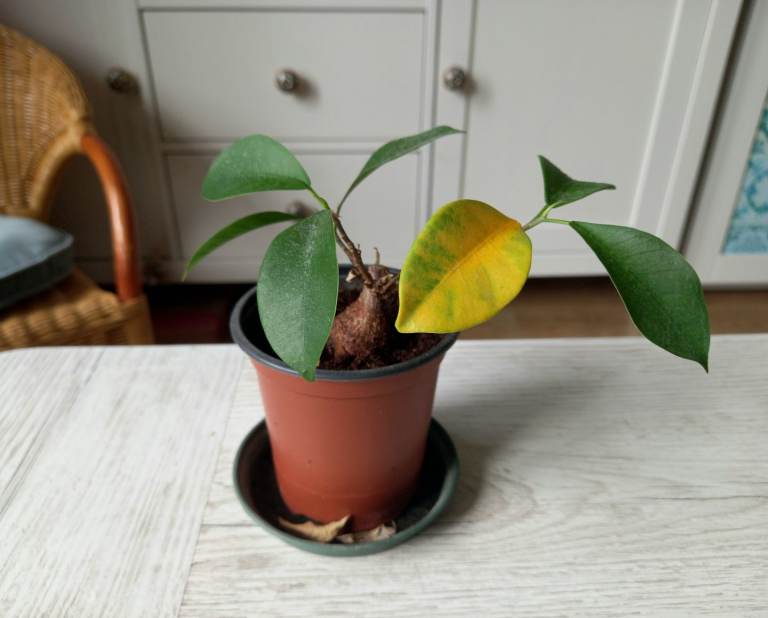 Ginseng ficus tree 