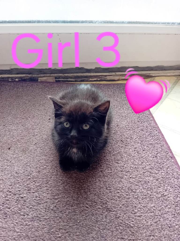 Kittens