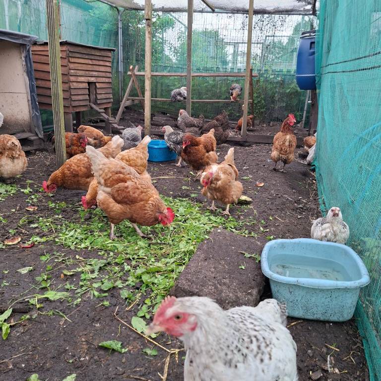 Chickens for sale 