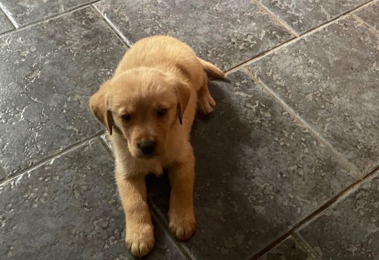 Golden Labradors for sale 1 boys one girl 