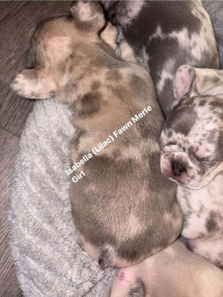 French bulldog puppies 