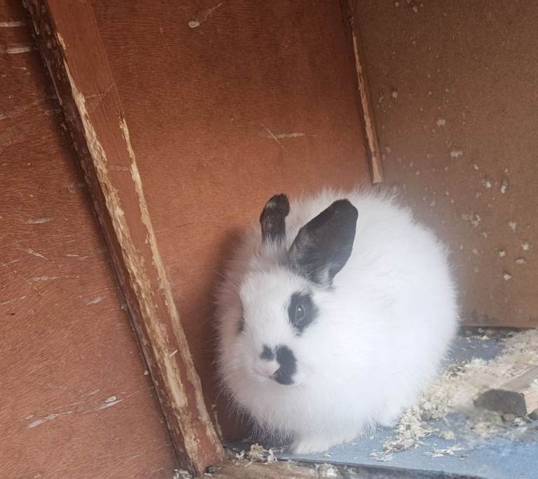 Lion head bunny 