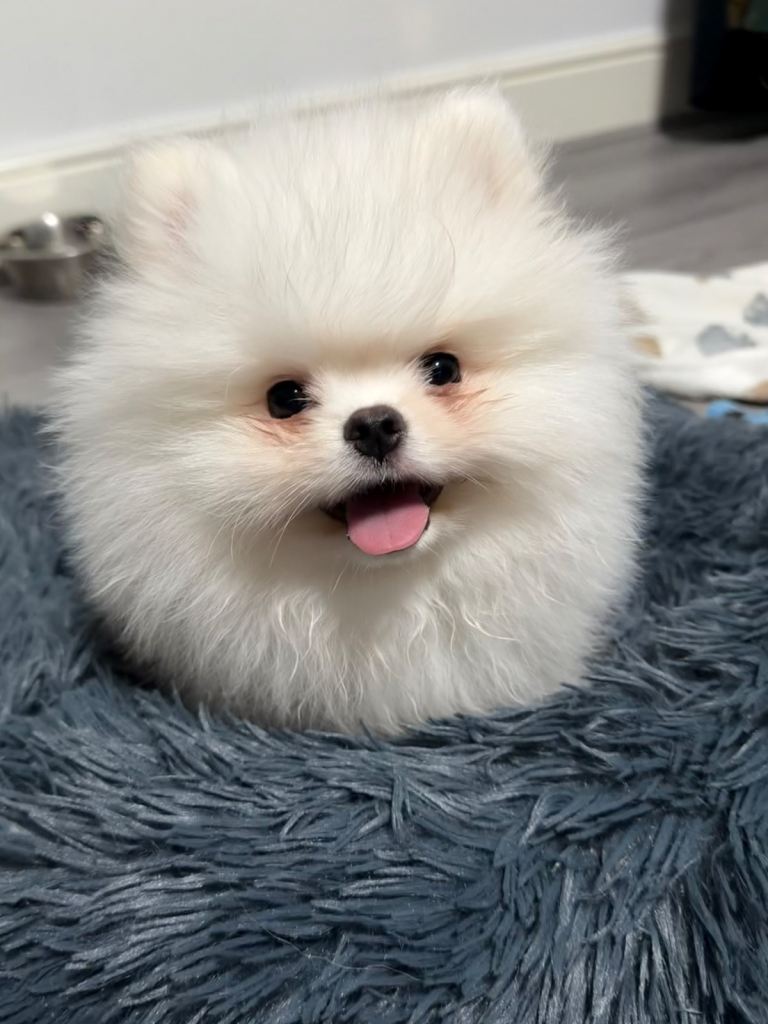 Perfect Teddy bear white Pomeranian 