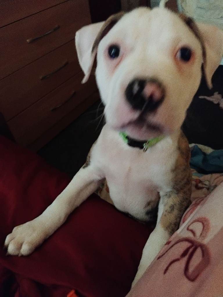 Puppy for sale American buldog 11 weeks old 