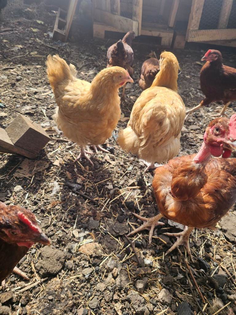  Chicken for sale