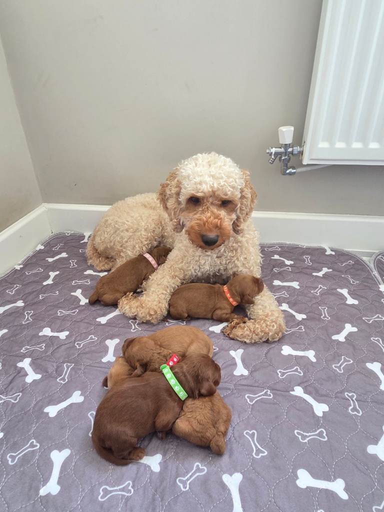 Cockapoo puppies 