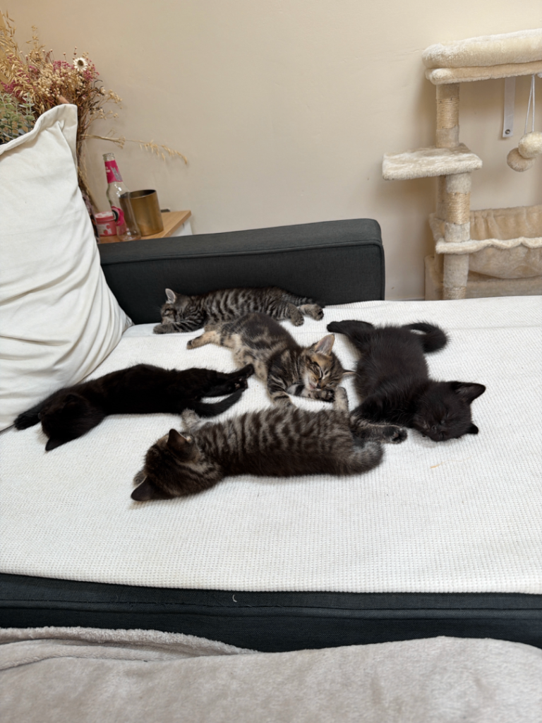 Domestic short hair kittens 