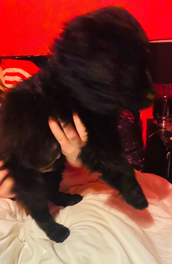 Gorgeous Cavapoo puppy- last boy remaining 