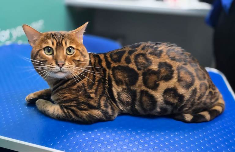 Brown Tica registered bengal boy