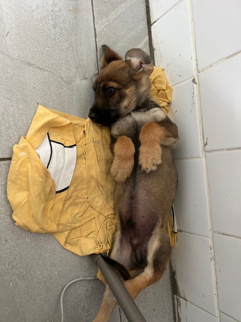 Cocker Jack puppy for sale 