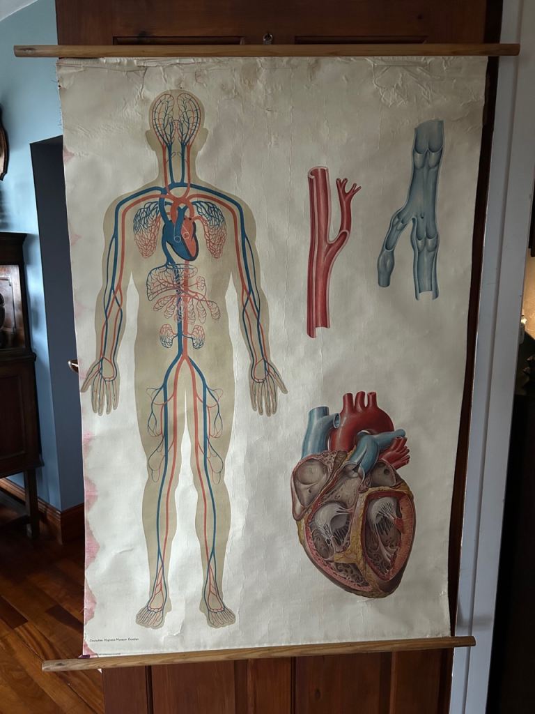 Deutsches Hygiene Museum Dresden Medical Canvas Poster - Human Blood Circulation