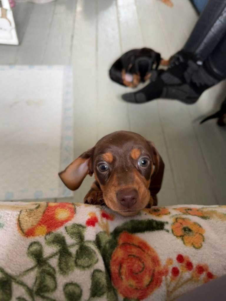 Chocolate and Tan Miniature Dachshund with green eyes. 🐶