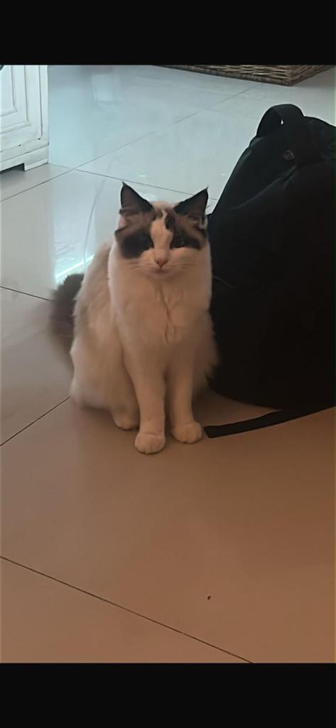 🐱 Beautiful Ragdoll Kittens – 4 Months Old – Ready Now 🐱