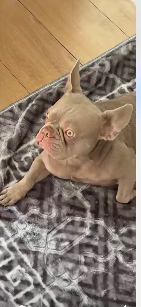 French bull dog lilac 