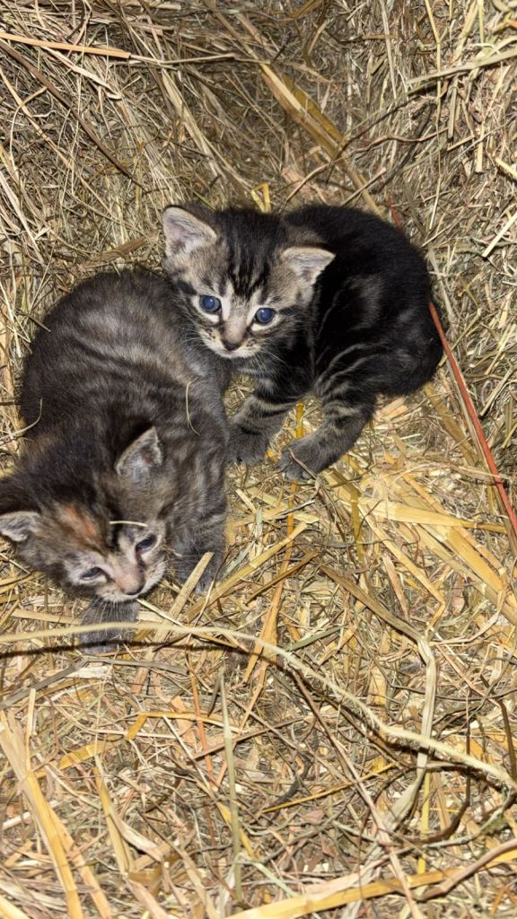 Kittens for sale 