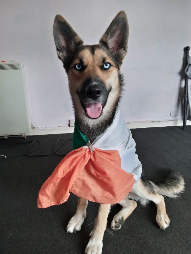 Dog for sale 