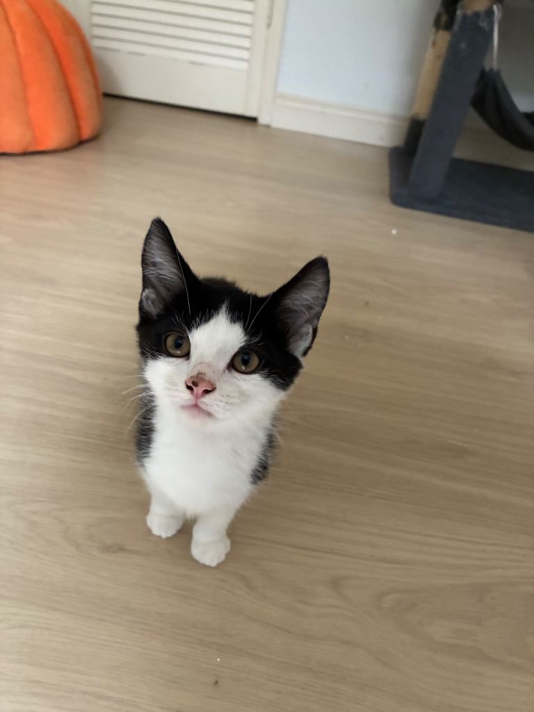 Four 12 week old kittens for sale