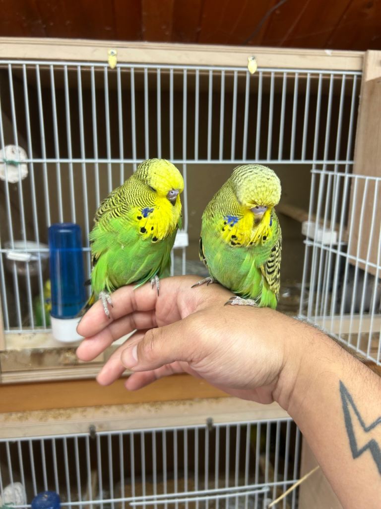 Budgie Hand Tamed