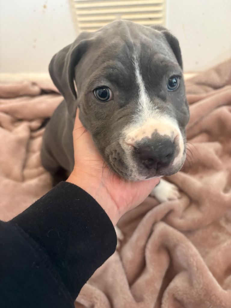 Cane Corso cross American staffy puppies 