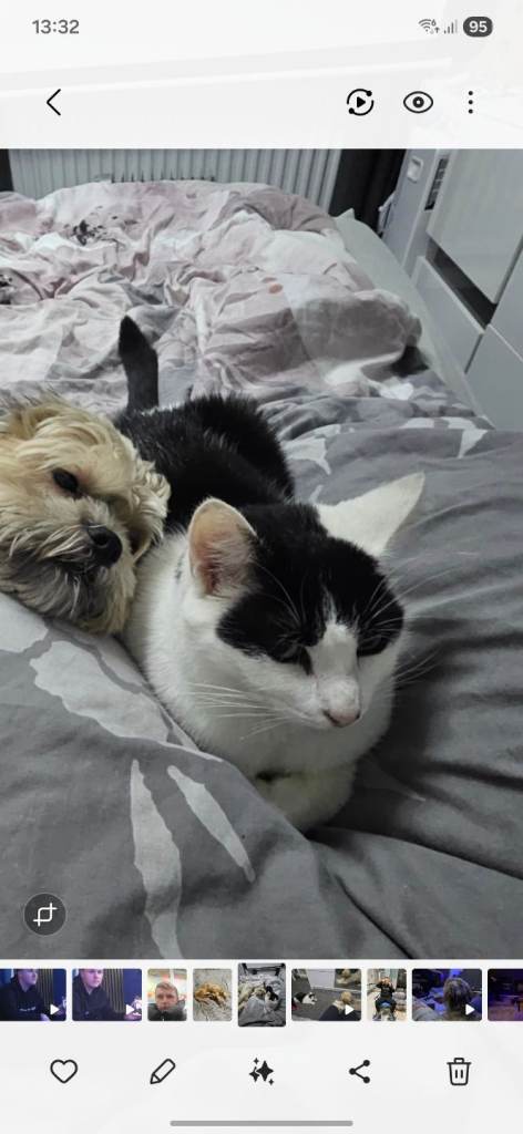 Black and white female cat needing new home