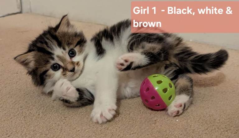 5 Fluffy Kittens For Sale - ALL RESERVED NOW