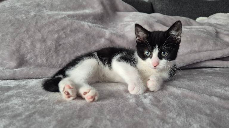 Loving Kitten for sale