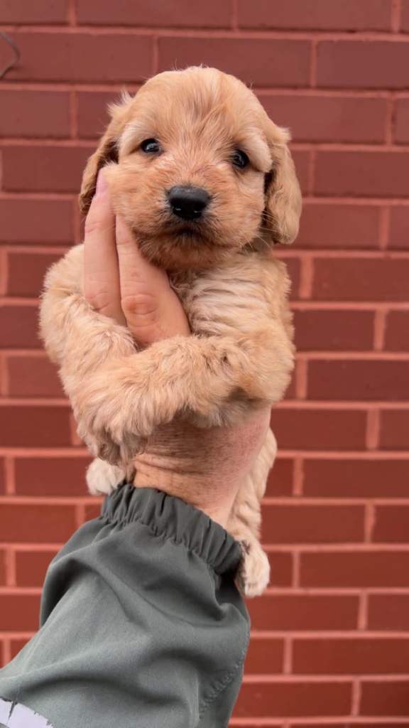 reduced Last 2 cockapoo puppies 