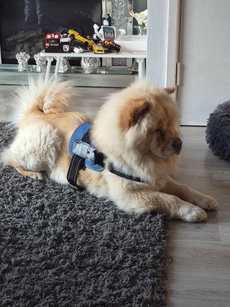 Need rehoming 17 months old beautiful female chow chow 