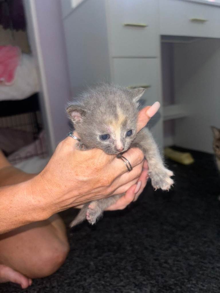 Mixed kittens 