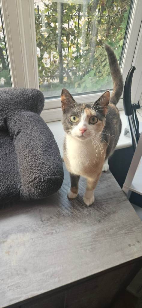 15 month old dilute Calico