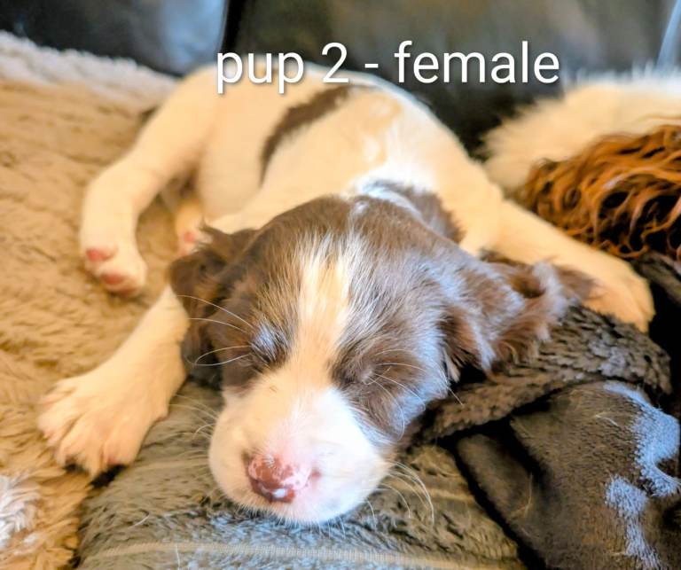 English Springer spaniel puppies