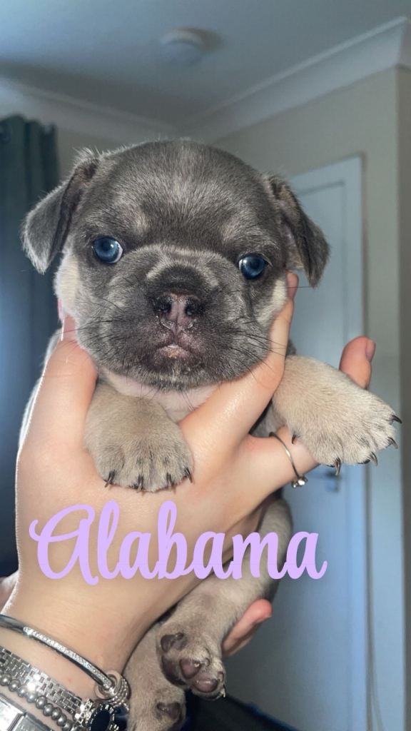 French bulldog puppies for sale 